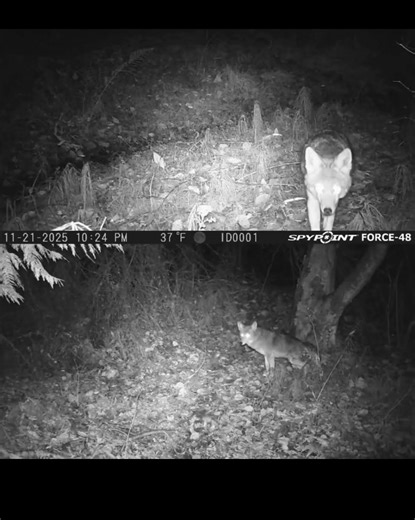 Coyotes on Trail Cam | Wildlife Close-Ups #animalbehavior #wildlife #animalcloseups #coyote