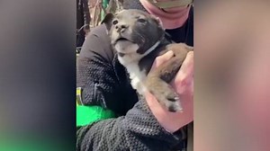 Russia-Ukraine conflict: Rescuers pull puppy alive from the rubble in Donetsk