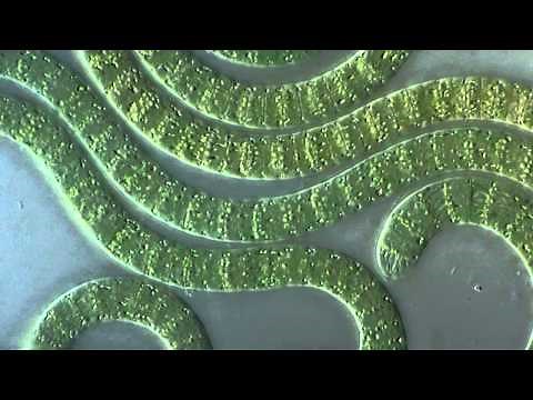 Cyanobacteria under microscope