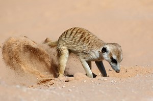 Meerkat Symbolism