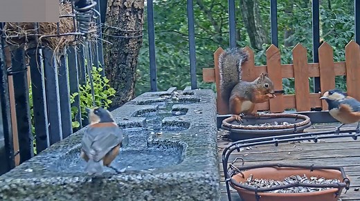 軽井沢三笠の森第2ライブカメラ(長野県軽井沢町軽井沢)