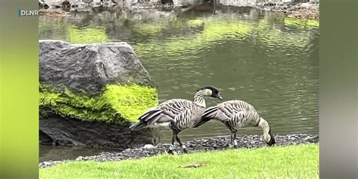 Protections in place for nesting nene at Liliuokalani Gardens