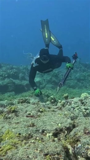 Exploring Underwater Life: Octopus and Lobster Diversity