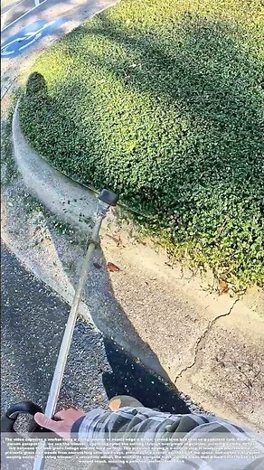 Trimming the Edge: How a String Trimmer Neatly Edges a Curved Lawn Bed