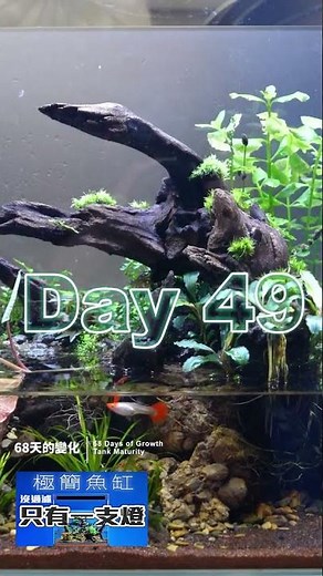 挑戰！不用過濾器養魚68天 #aquarium #水族 #fishtank #水族館 #草影水族 #草影 #AC草影水族 #AC草影 #魚缸 #水族教學 #水族箱 #孔雀魚 #蝦子缸