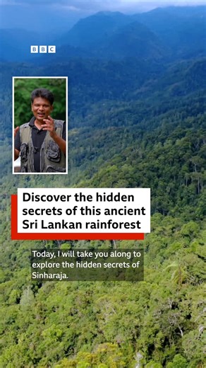 🇱🇰 This ancient rainforest in Sri Lanka goes back nearly 200 million years to the Jurassic period. Join BBC Sinhala's Shirly Upul Kumara as he takes you along to explore some of the hidden secrets of Sinharaja 🎧 Explore another ancient forest. https://bbc.in/3Wmo8iX | BBC World Service