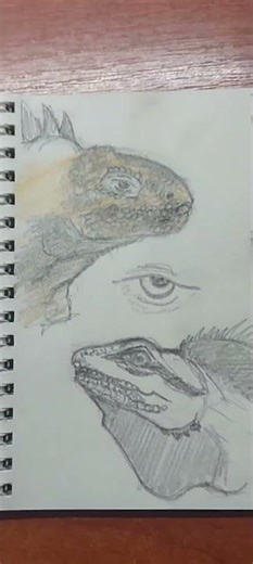 More lizard drawings #drawing #art #sketch #sketching #lizard #lizards
