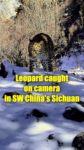 Check out the rare infrared camera footage of a leopard wandering around in the wild in southwest China's Sichuan. The leopard is under first-class national protection in China. #Wildlife #NatureLovers #AnimalConservation | China Xinhua News