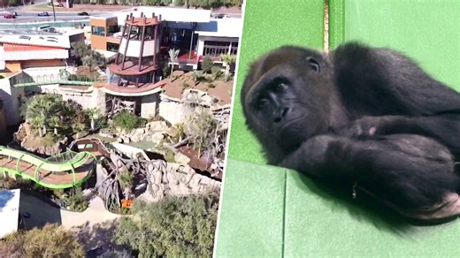 Go Inside the New Gorilla Habitat at the San Antonio Zoo
