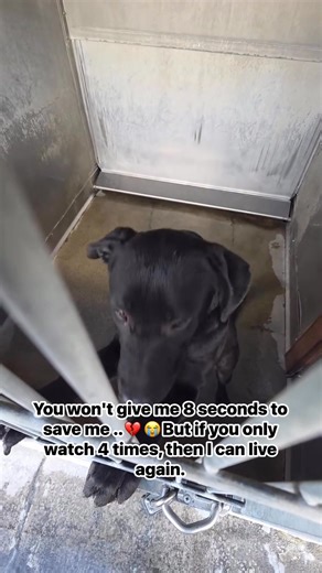 Please stare and write random words to save me from being euthanized | Give a hand