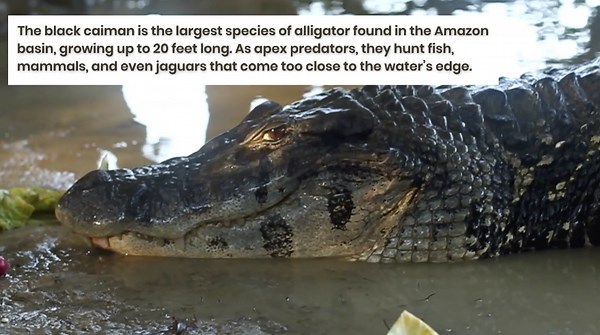 13 Wild Animals Best Known for Living in the Amazon