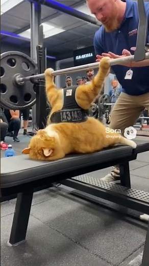 Real footage of a cat bench pressing 433 pounds