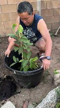 This is how I plant a tree.