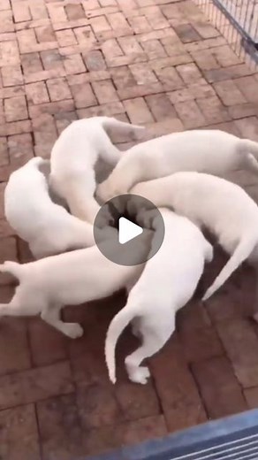 Sacred Geometry on Instagram: "Tag someone to see this cuteness vortex and brighten your week! ⚛️♻️ #SacredGeometry #UniversalGeometry #LanguageOfLight #Mathematics #UniversalMathematics #Math #Philosophy #Art #Geometry #Symmetry #Fractals #Cycles #Rythm #Universe #Harmony #Vibration #Frequency #Energy #Hermeticism #Life #Manifestation #Alchemy #SpiritualScience #UnifiedScience #Consciousness #Education #Knowledge"