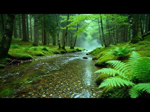 Forest Ambience Birds Singing Beautiful Stream Sounds for Peaceful Sleep, Rest, Focus Study,Medicine