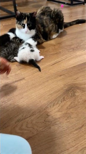Kittens Meowing 😻😺| Cat sounds | Cat videos | Cat voice | baby cat sound | cat cat|
