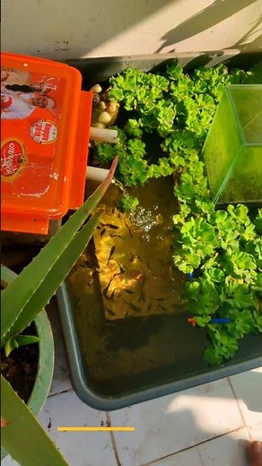 Colorful Guppy Fish Collection 🐟 | Bright Colors & Healthy Pond