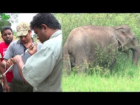 How wildlife officers shoot elephants with tranquilizer guns for treatments