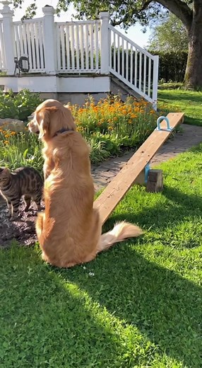 Seesaw Chaos: Dog Flings Cat Into Mud! 🐾💥#PetPranks #SeesawChaos #DogVsCat #MudFight #AnimalAntics #FunnyPets #PlayfulPups #CatDrama #OutdoorFun #HilariousPets | Rescue Watch