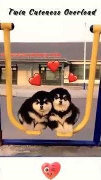 The Cutest Twin Dog Couple Ever 😍