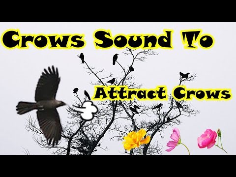 crow call to attract crows/Expert Bird Caller Reveals SECRET Crow Attracting Techniques