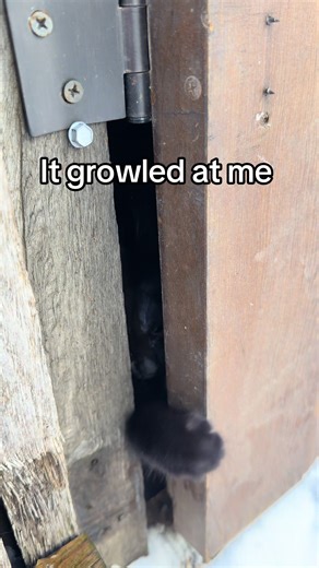 Understanding Why Animals Growl When Threatened