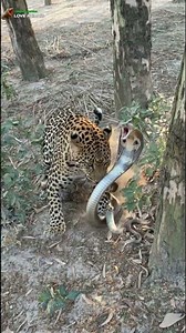 kobra snack vs chita tiger hjjgfx 😇😭😭🙄😭😲😥😨 #animals #shorts #amazing #fblifestyle