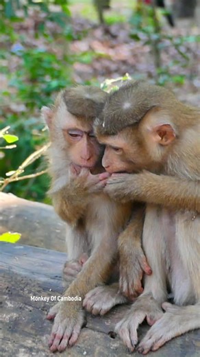 Banky and Tinky, Two Brother Monkeys, Sit in Silence Feeling Hungry and Ignored, Finger-Sucking for Comfort, Sharing a Quiet, Emotional Scene of Survival in the Wild Forest Life | Monkey Of Cambodia