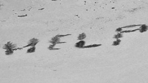 Survivalist shares how coconuts helped stranded fishermen survive on Pacific island | CNN