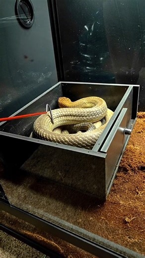 this is a massive king cobra I just bought #snakes #animals #unboxing #reptiles #kingcobra #fakesituation #fakebody #cgi | Snake Vibes