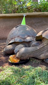 It’s a hatch day celebration for our three Galapagos tortoise girls Stacey, Tootsie, and Tessie as they celebrate their 54th birthday!! 🐢🐢🐢 Nothing says a tortoise hatch day party like festive hats, a big melon birthday cake especially made by keeper staff, and a girls-only get-together. When you’re turning 54 you know how to PARTY! 🎉❤️ 🎶: Whistling ukulele #celebrate #galapagostortoise #hatchdate #shellabrate #thehonoluluzoo #honoluluzoo #honolulu #hawaii | The Honolulu Zoo