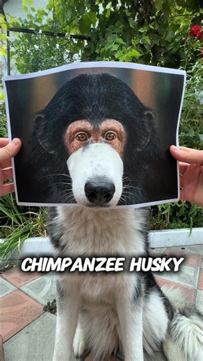 What If Every Animal Had a Husky Mouth? Part 2. #husky #shorts