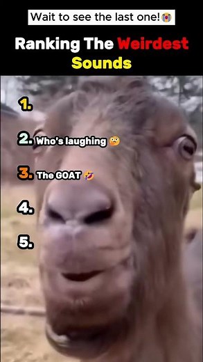 Ranking Top 5 Weirdest Sounds Ever! 🤣
