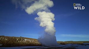 Avec plus de 300 geysers, le parc de Yellowstone regroupe plus des deux tiers des phénomènes géothermiques de la planète. | Nat Geo Wild France