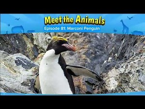 Meet the Animals Episode 1-100