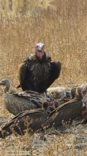 Vultures Clean Up Nature | The Hidden Role of Scavengers #shorts #wildlife #viral
