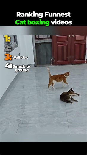 Funniest cat boxing videos #funny #cat #boxing #meow #fyp #shorts #trending