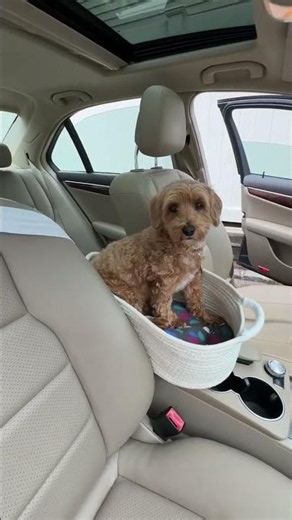 Made a Dog Car Seat from a Basket in 20 Minutes #DIY #PetHack