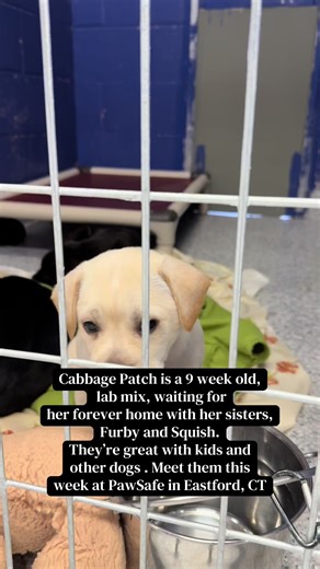 Meet Cabbage Patch: Adorable Lab Mix Puppy Available