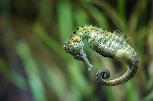 Seahorse Symbolism