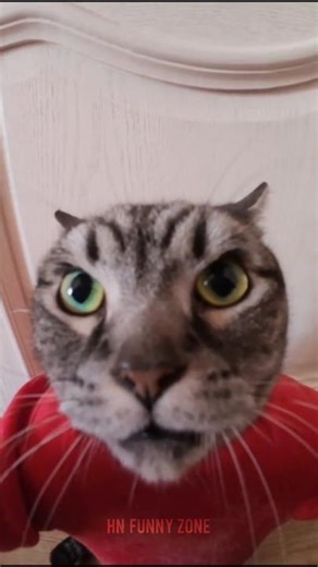 Angry Cat and funny!😾😸