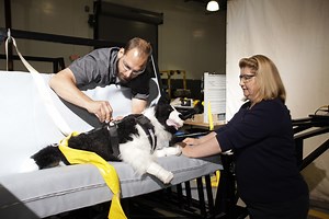 Study: Many car restraints for dogs don’t prevent harm (Video) - WTOP News