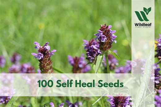 100 Self Heal Seeds – Prunella vulgaris Wildflower