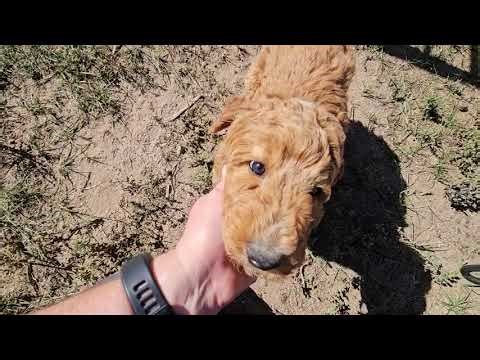 8 week old F1bb Goldendoodle puppies