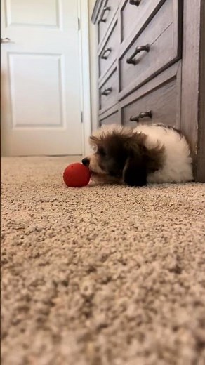 Keep Your Dog Entertained for Hours With This Interactive Ball #DogToys #PetParenting