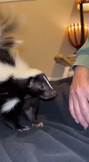 Feral Skunk Curls Up in Lap After Months of Rehabilitation