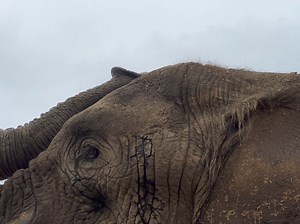 24K views · 326 reactions | Take a 10-second Monday break to watch Osh's hair blowing in the wind ️ : Keeper Marisa | Oakland Zoo | Facebook