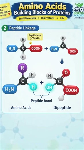 🧬 Amino Acids — Building Blocks of Proteins | Peptide Bond Explained