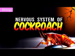 NERVOUS SYSTEM OF COCKROACH CLASS 11/NEET || 3D ANIMATION ||