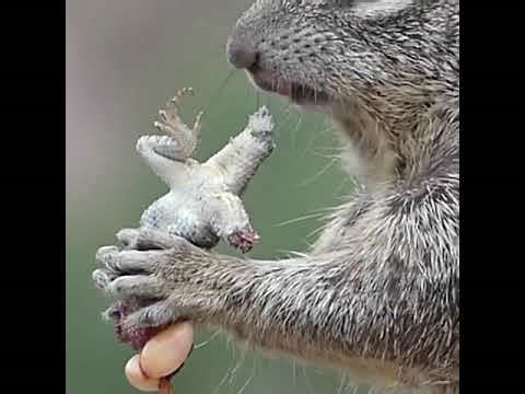 Mesmerizing Rock Squirrel Enjoys Lizard Feast in Nature